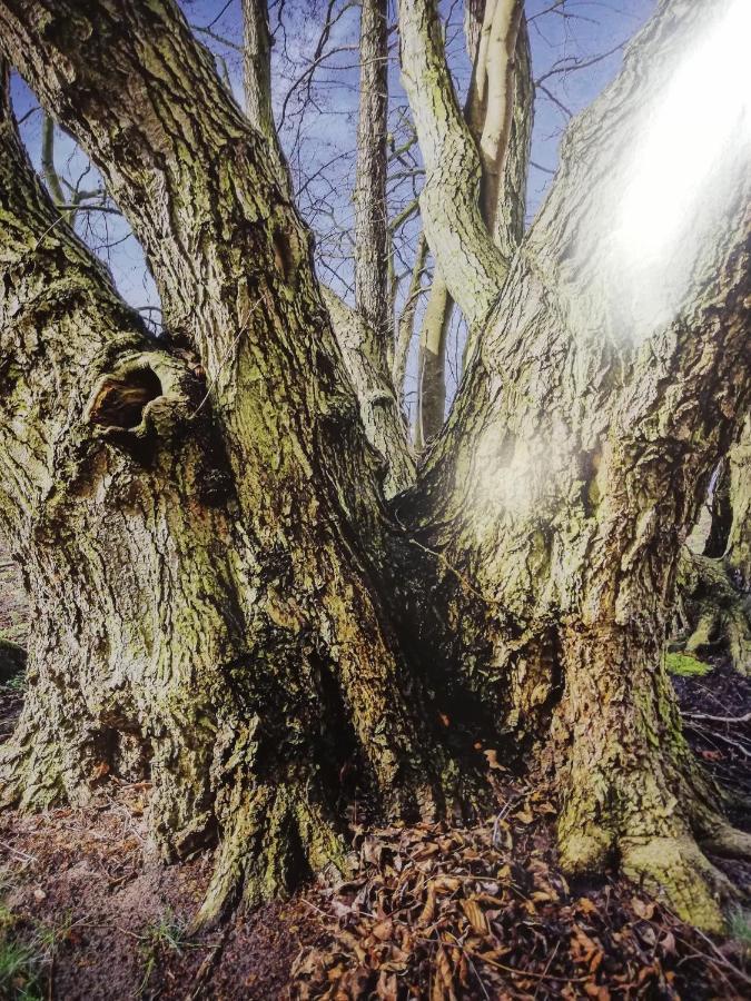 Zur Alten Eiche Stepenitz Luaran gambar